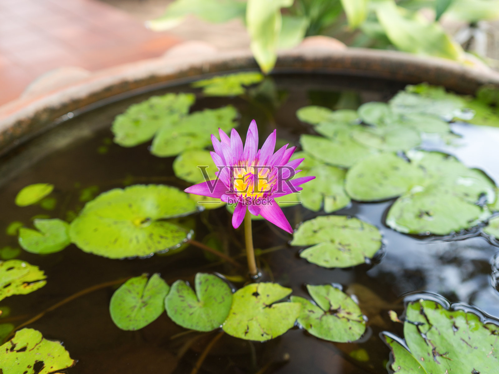粉红色的荷花或睡莲盛开在池塘里，粉红色的荷花，粉红色的花照片摄影图片