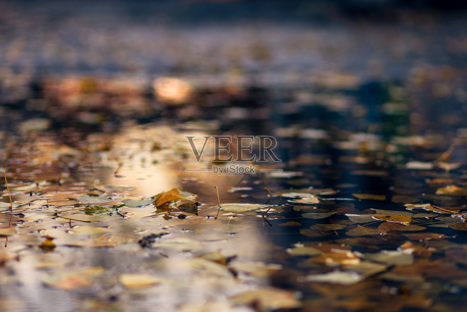 树枝倒影在满是树叶的水坑里照片摄影图片