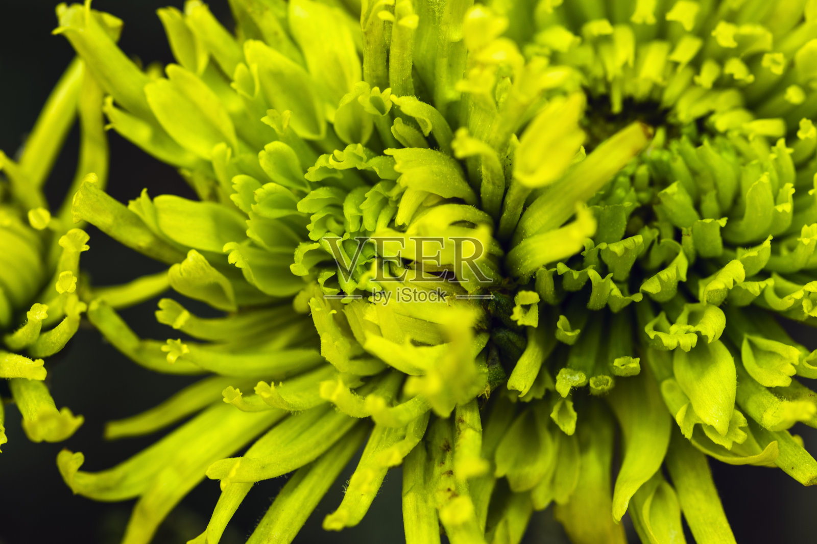 散焦抽象背景与模糊的绿色花瓣，花卉设计和装饰充满活力的绿色照片摄影图片