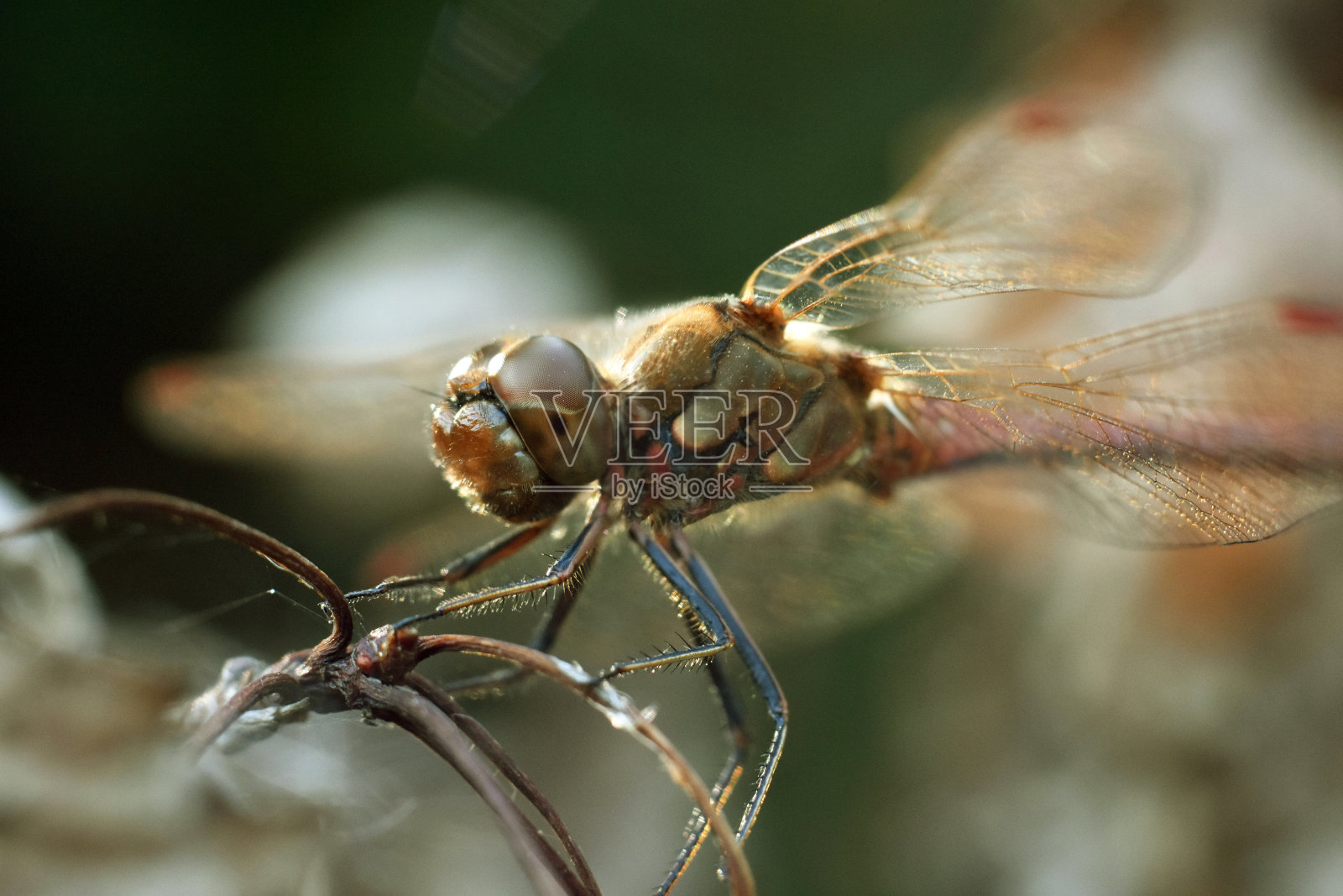 蜻蜓正坐在树枝上。蜻蜓，豆娘，蜻蜓。照片摄影图片
