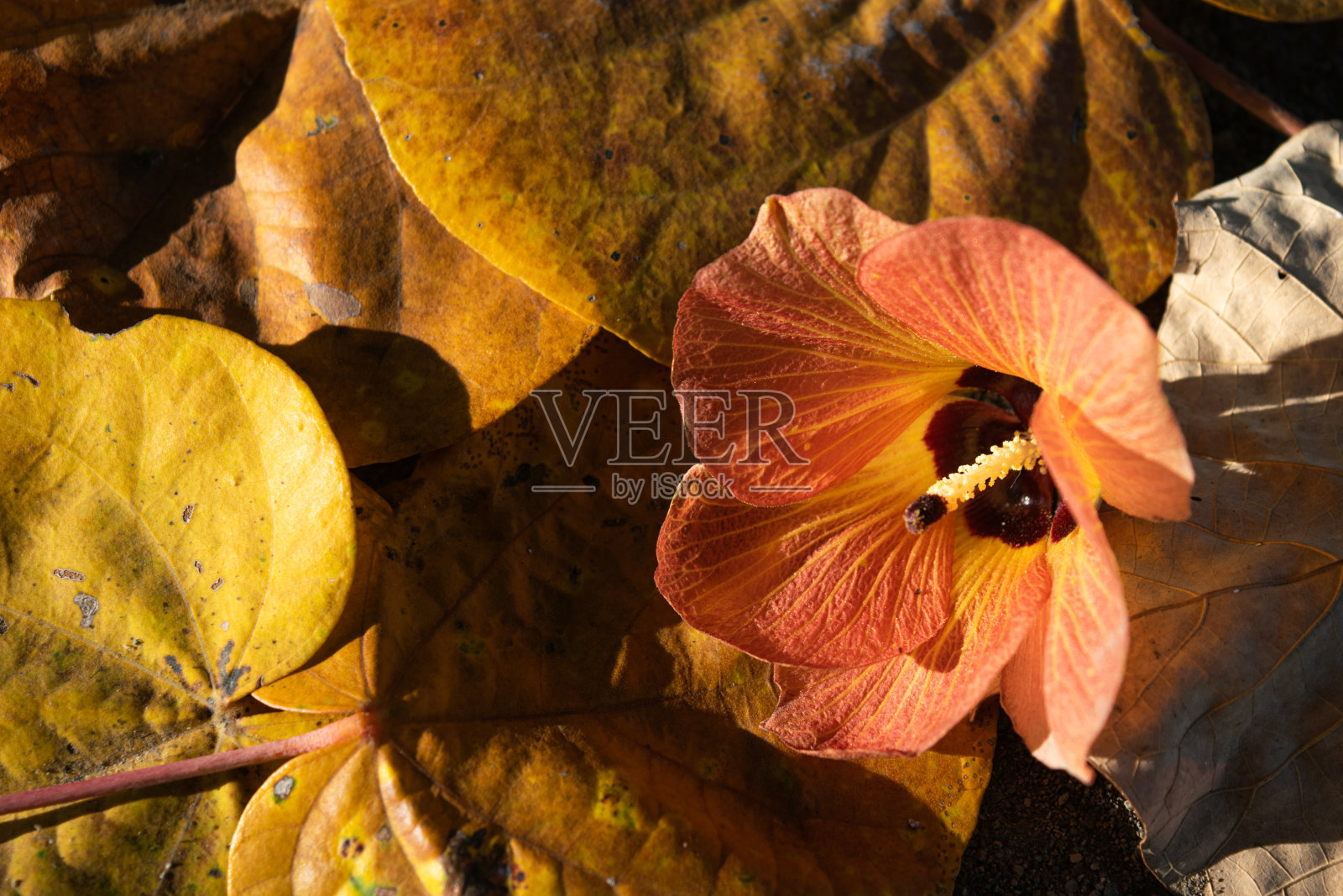 鲍西娅花的美丽。thespesia populnea照片摄影图片