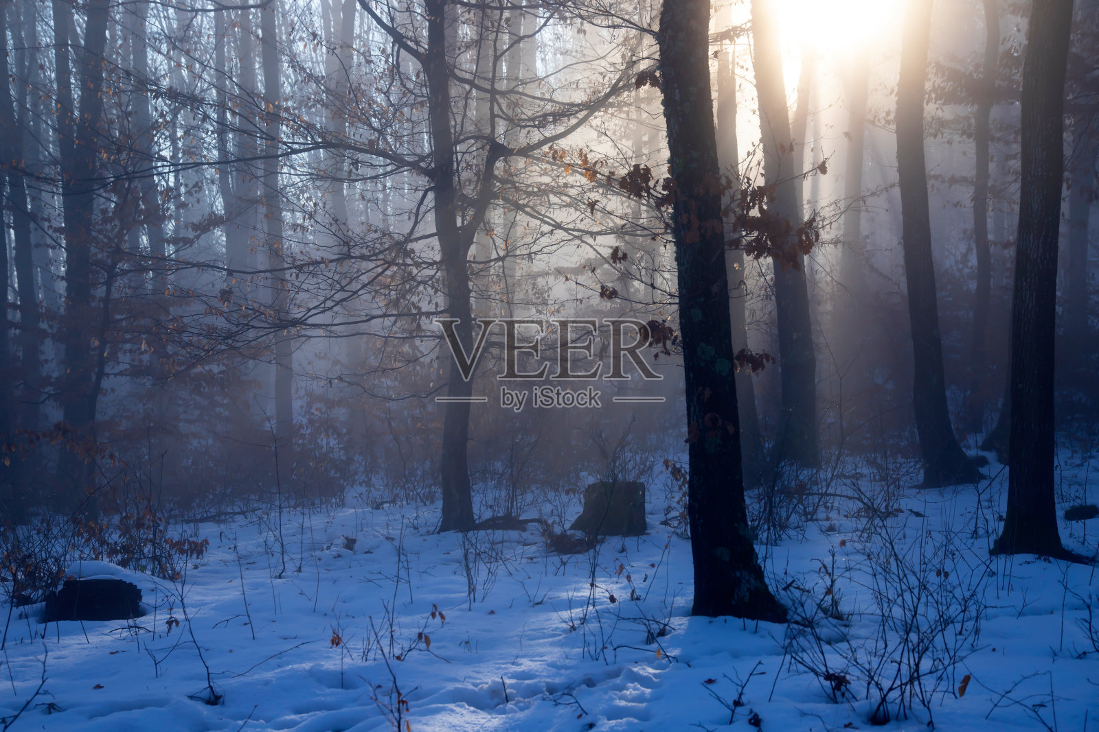 林中迷雾照片摄影图片