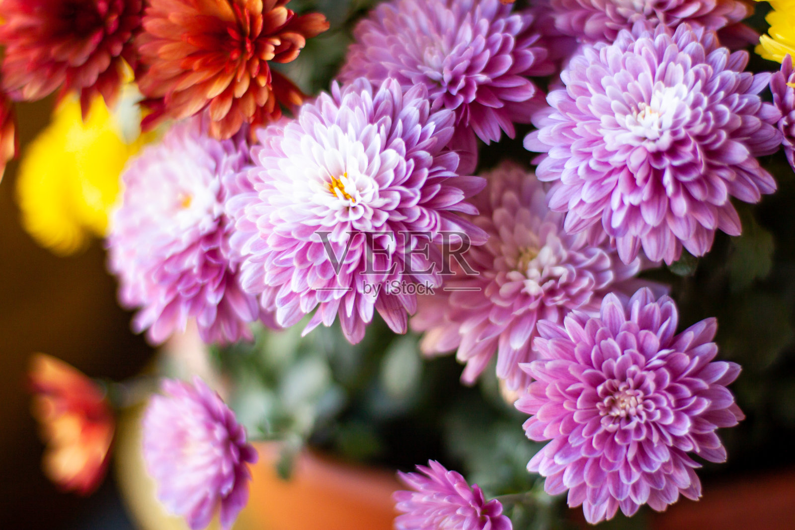 菊花与空间的文本照片摄影图片