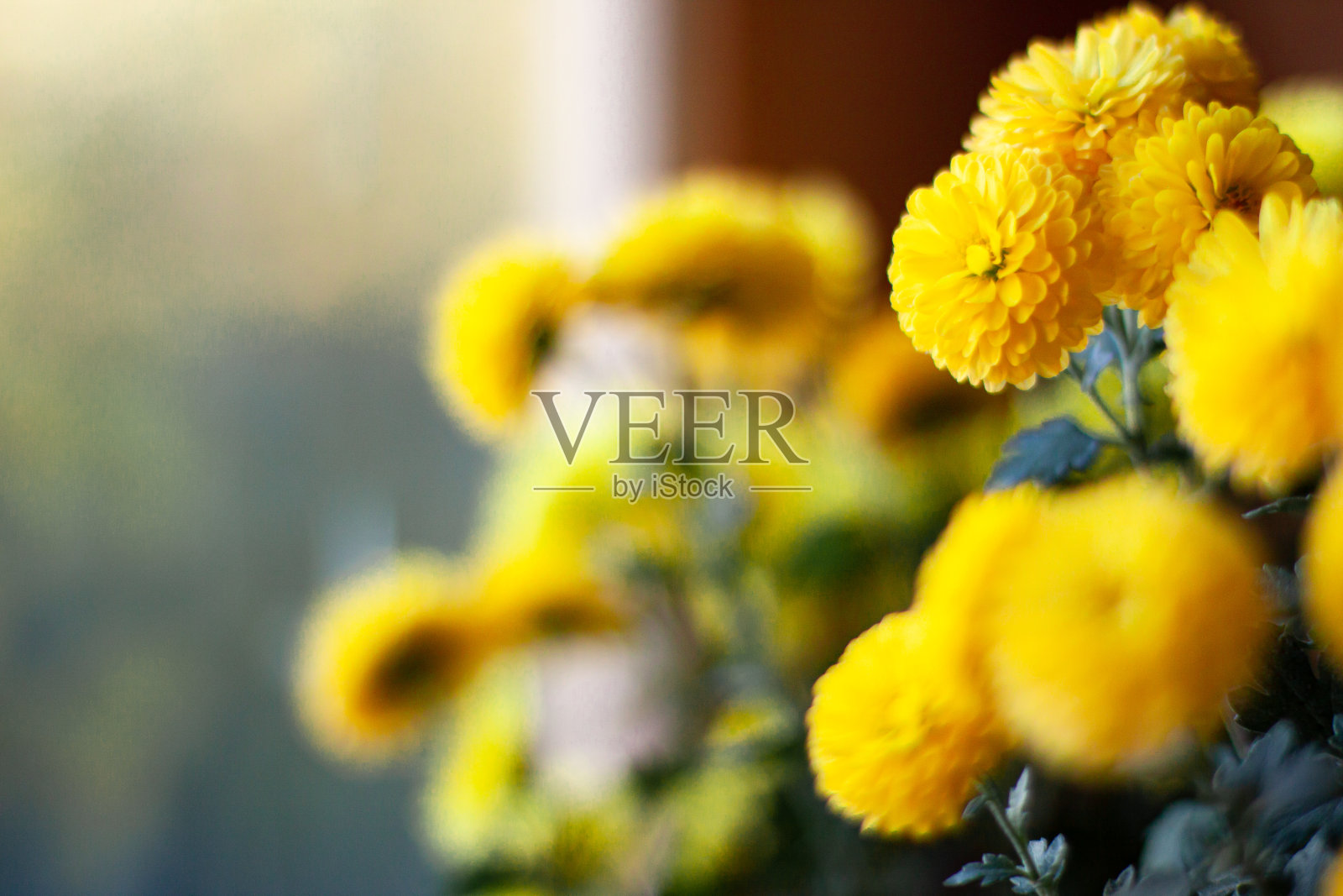 菊花与空间的文本照片摄影图片