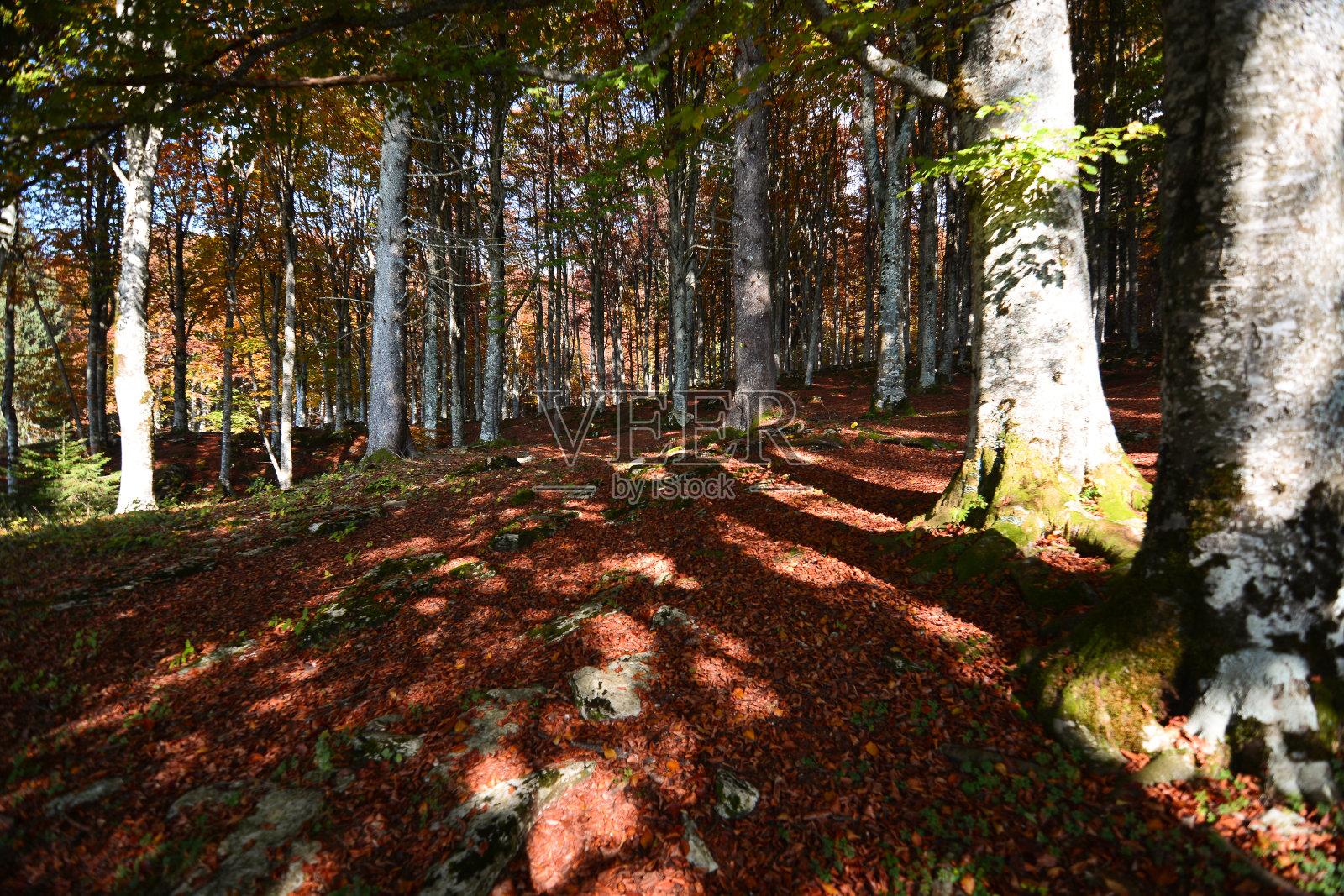太阳在秋天的森林里落下照片摄影图片