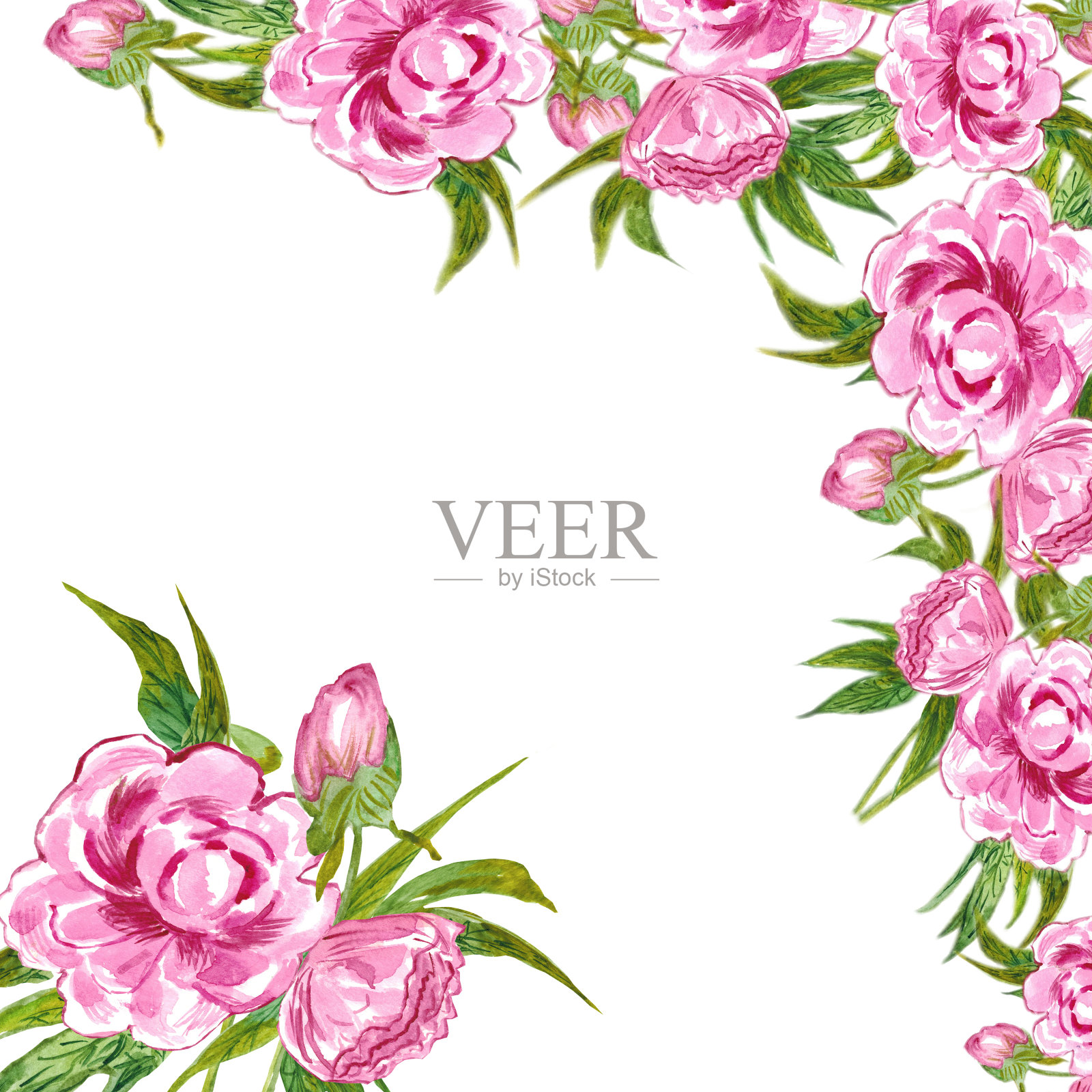 水彩花束牡丹孤立在一个白色的背景。设计贺卡和婚礼请柬。插画图片素材