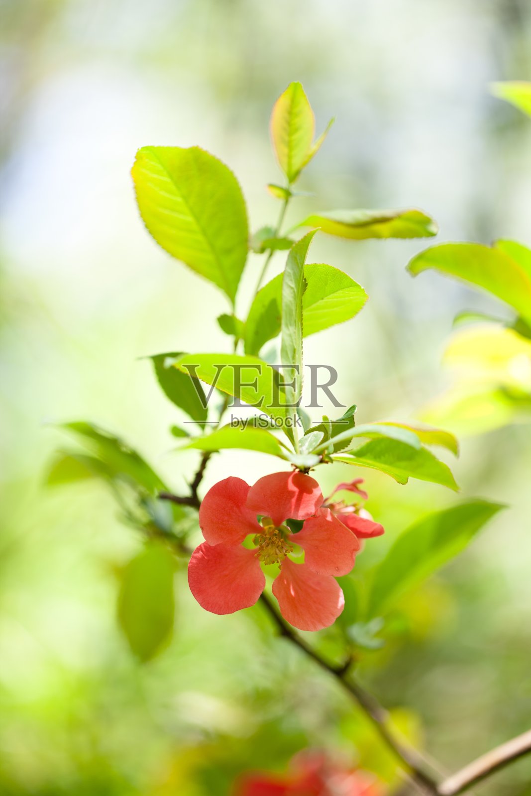 花。照片摄影图片