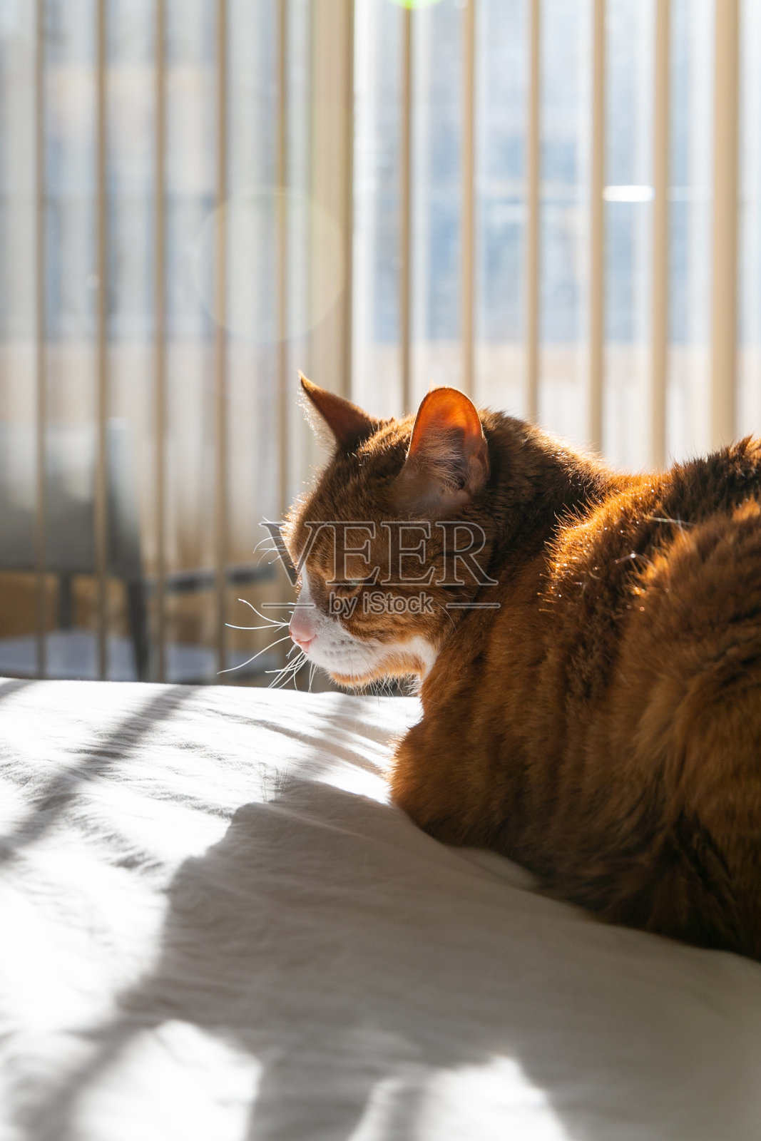 阳光下的猫坐在床上照片摄影图片