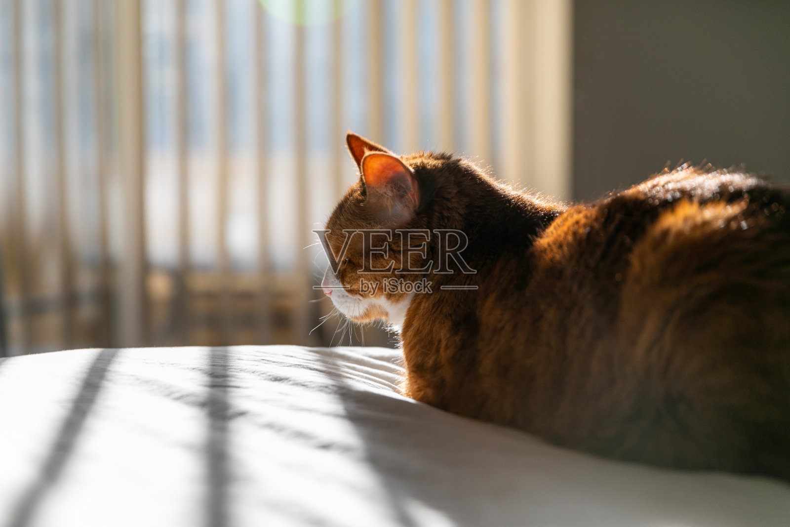 阳光下的猫坐在床上照片摄影图片
