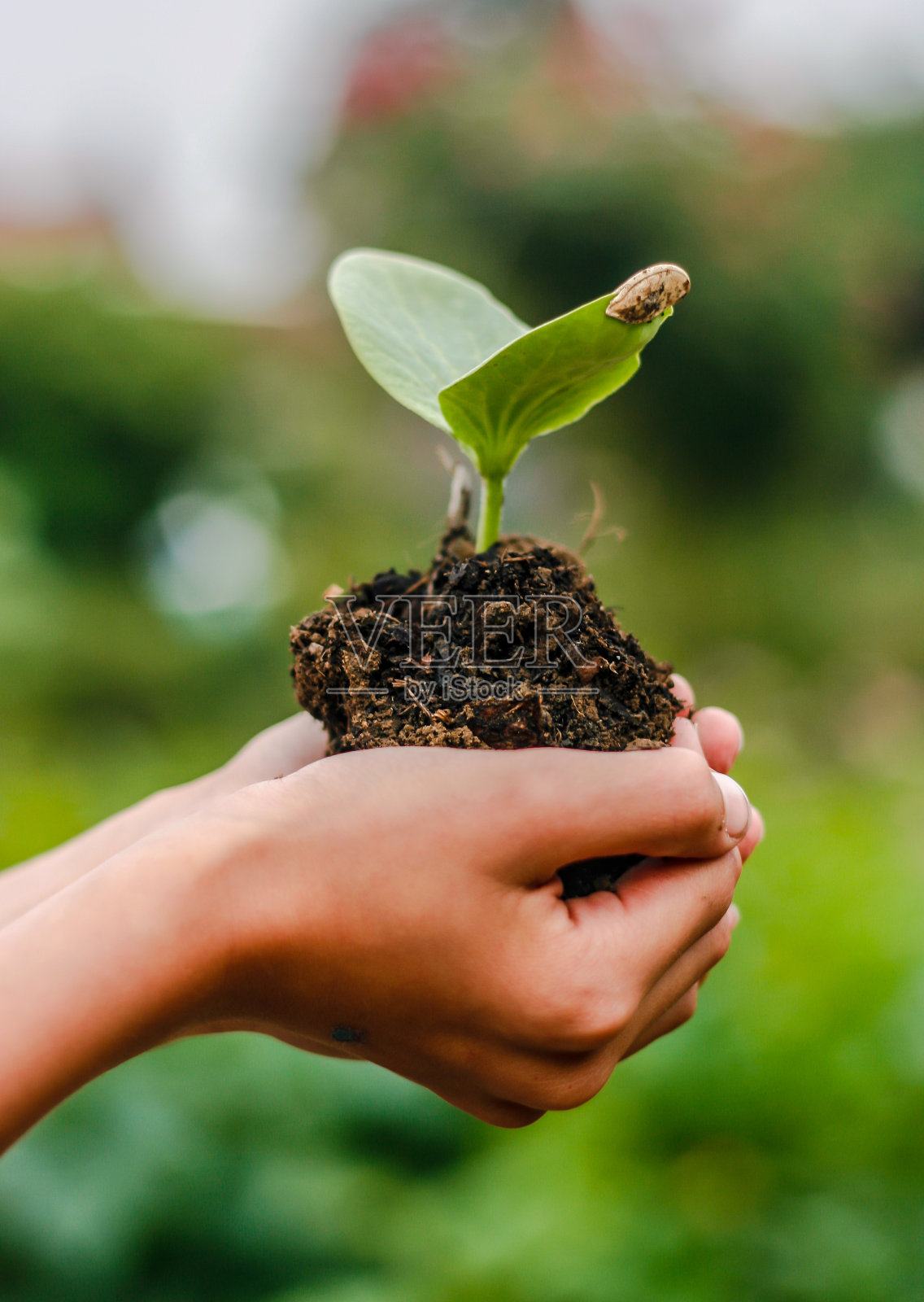 孩子们抱着南瓜苗在花园里栽了一堆土照片摄影图片