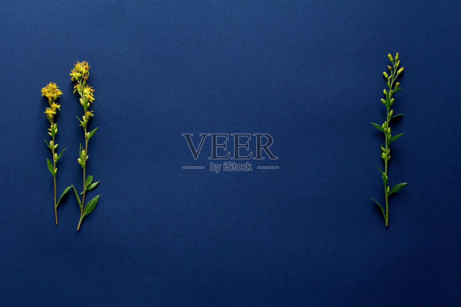 新鲜的黄色花在一个深蓝色的背景。简单平铺构图，为文字留出空间照片摄影图片