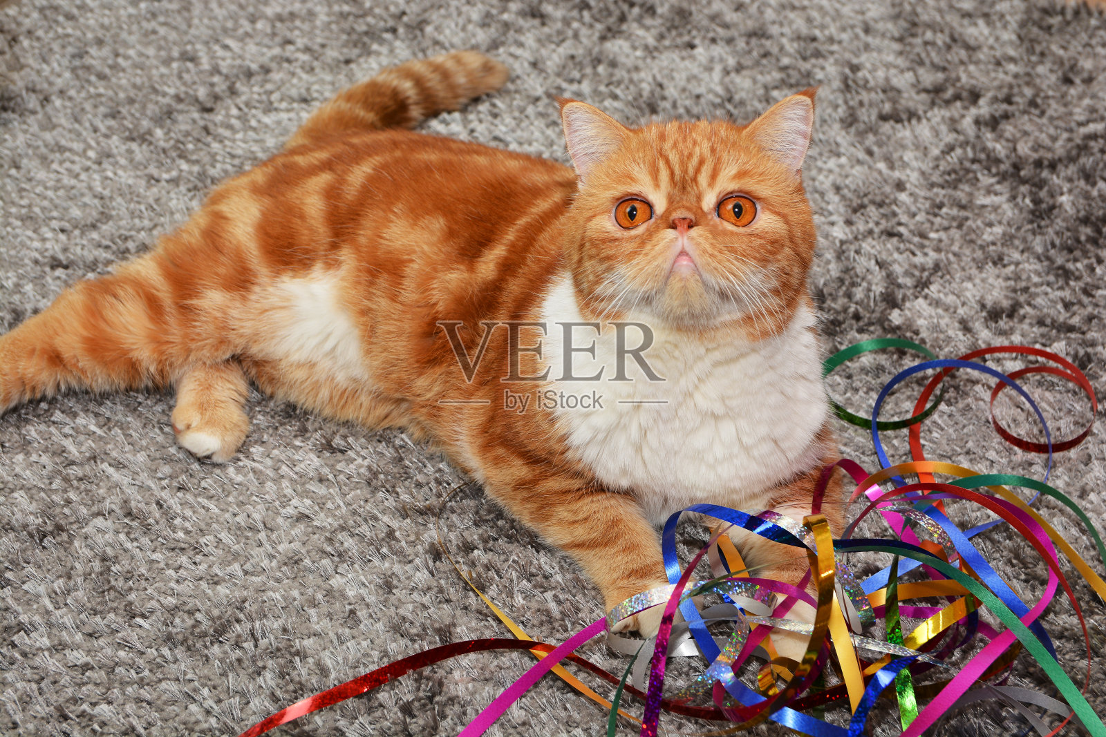 猫异国品种颜色红色大理石圣诞玩具和装饰在黑暗的背景照片摄影图片