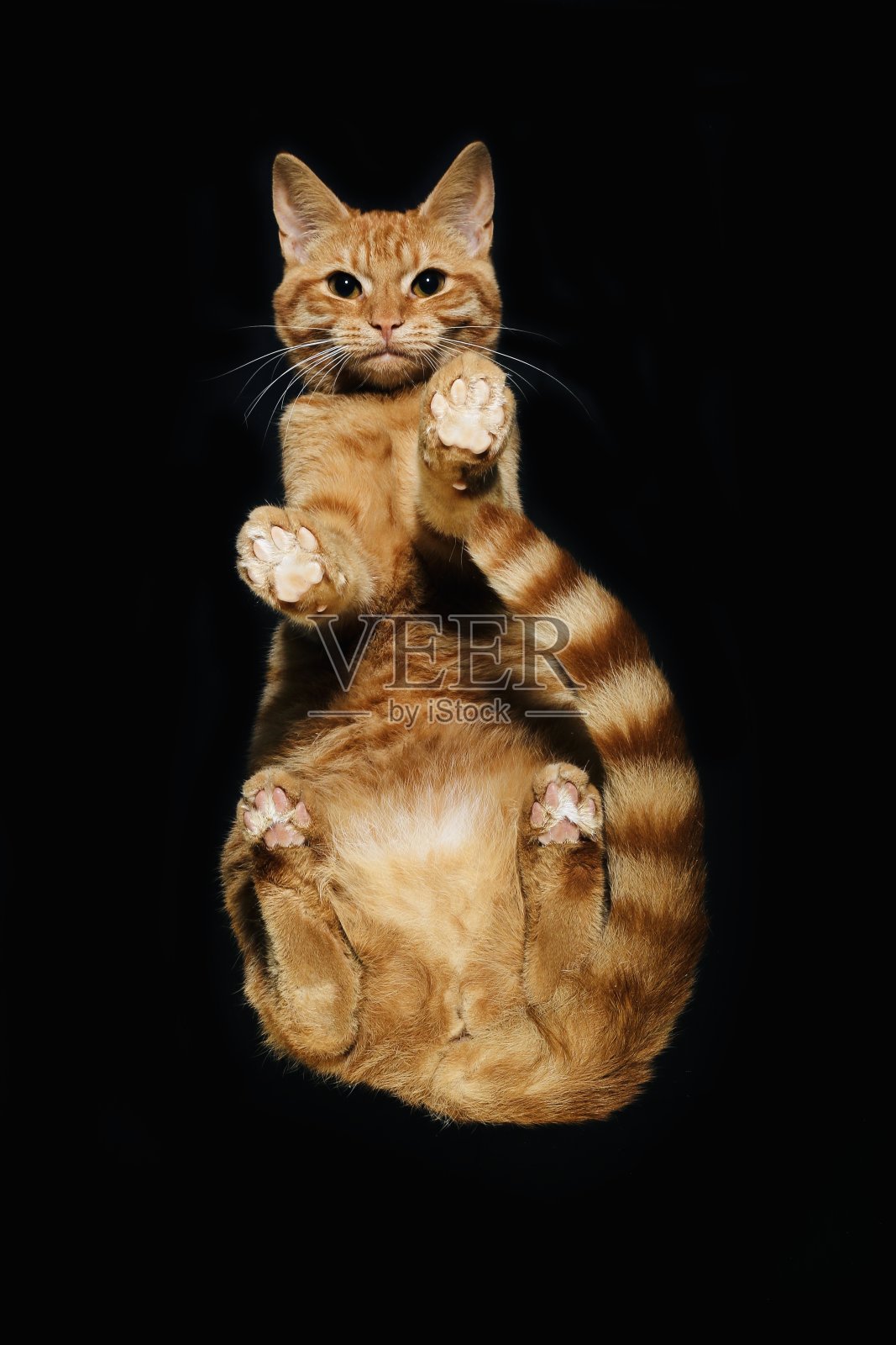 一只美丽的小猫的肖像照片摄影图片