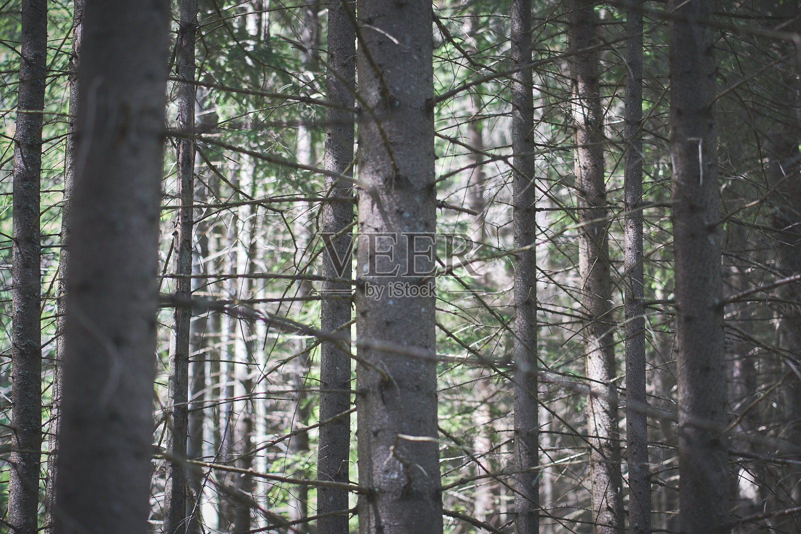 树林深处照片摄影图片