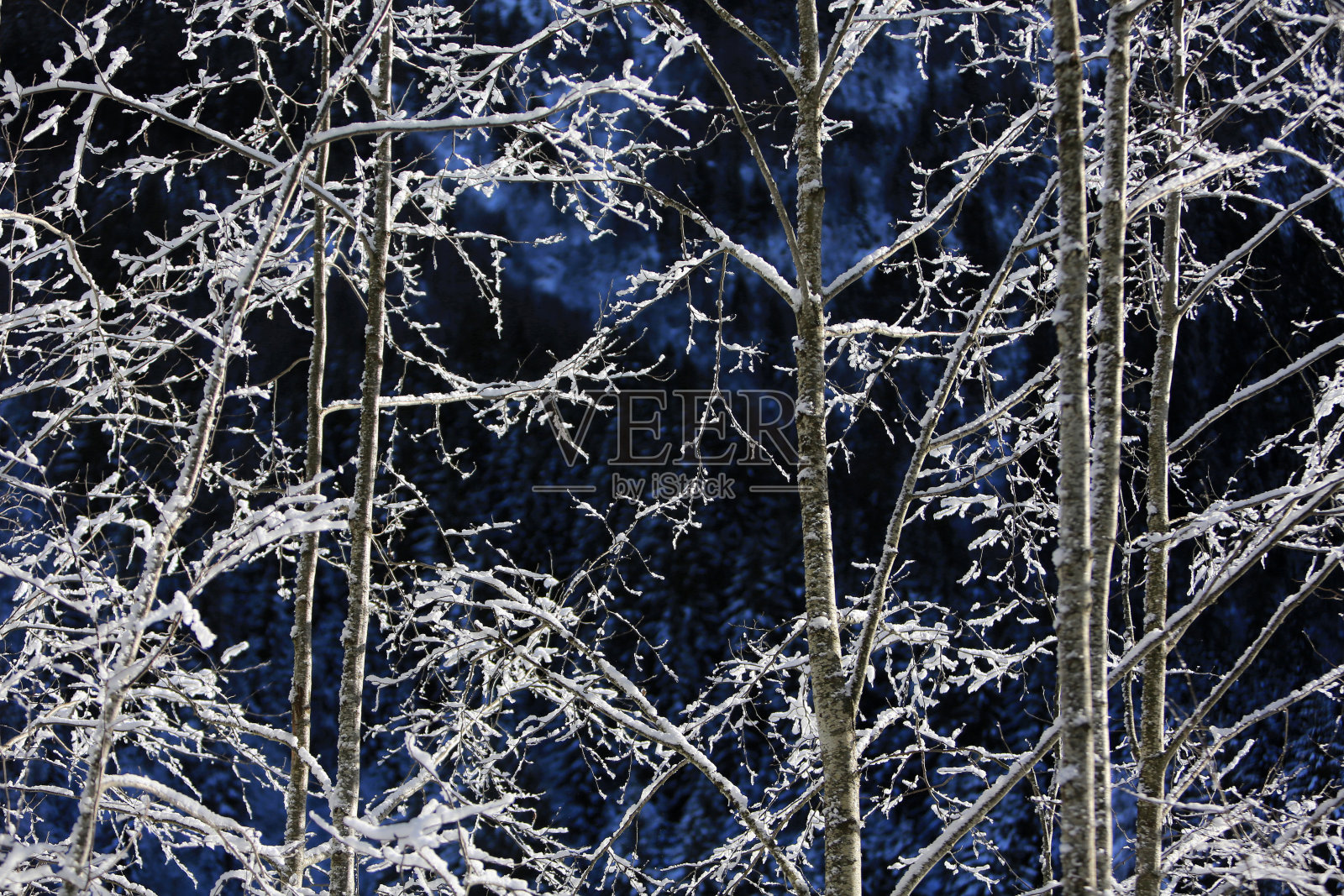 白雪皑皑的灌木。Contamines-Montjoie。萨瓦省。法国。照片摄影图片