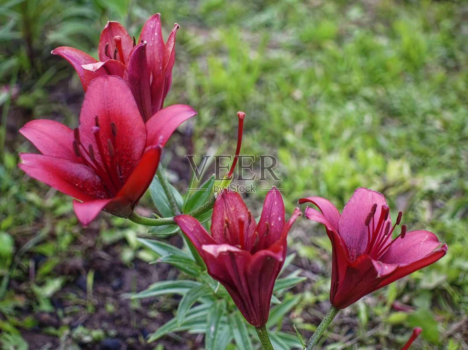 夏天花园里的暗红色黄花菜照片摄影图片