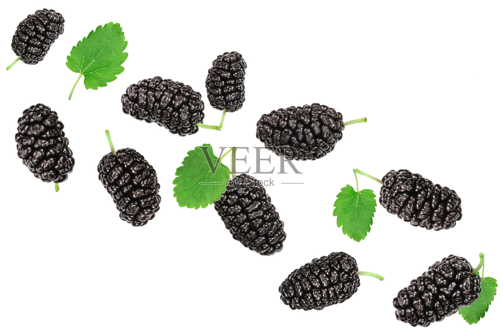 叶子孤立在白色背景上的桑树。前视图。平躺照片摄影图片