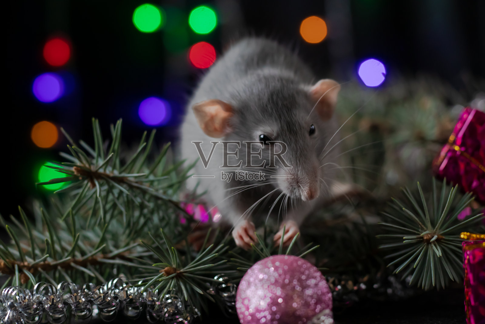 圣诞老鼠，2020年新年的象征。鼠年。2020年中国新年。圣诞玩具,散景照片摄影图片