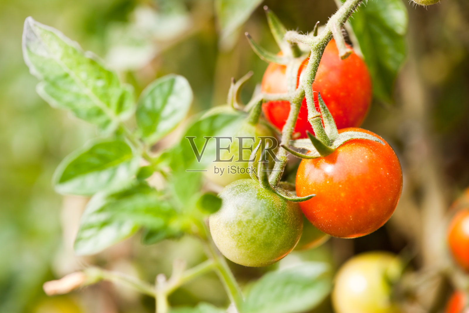 樱桃番茄照片摄影图片