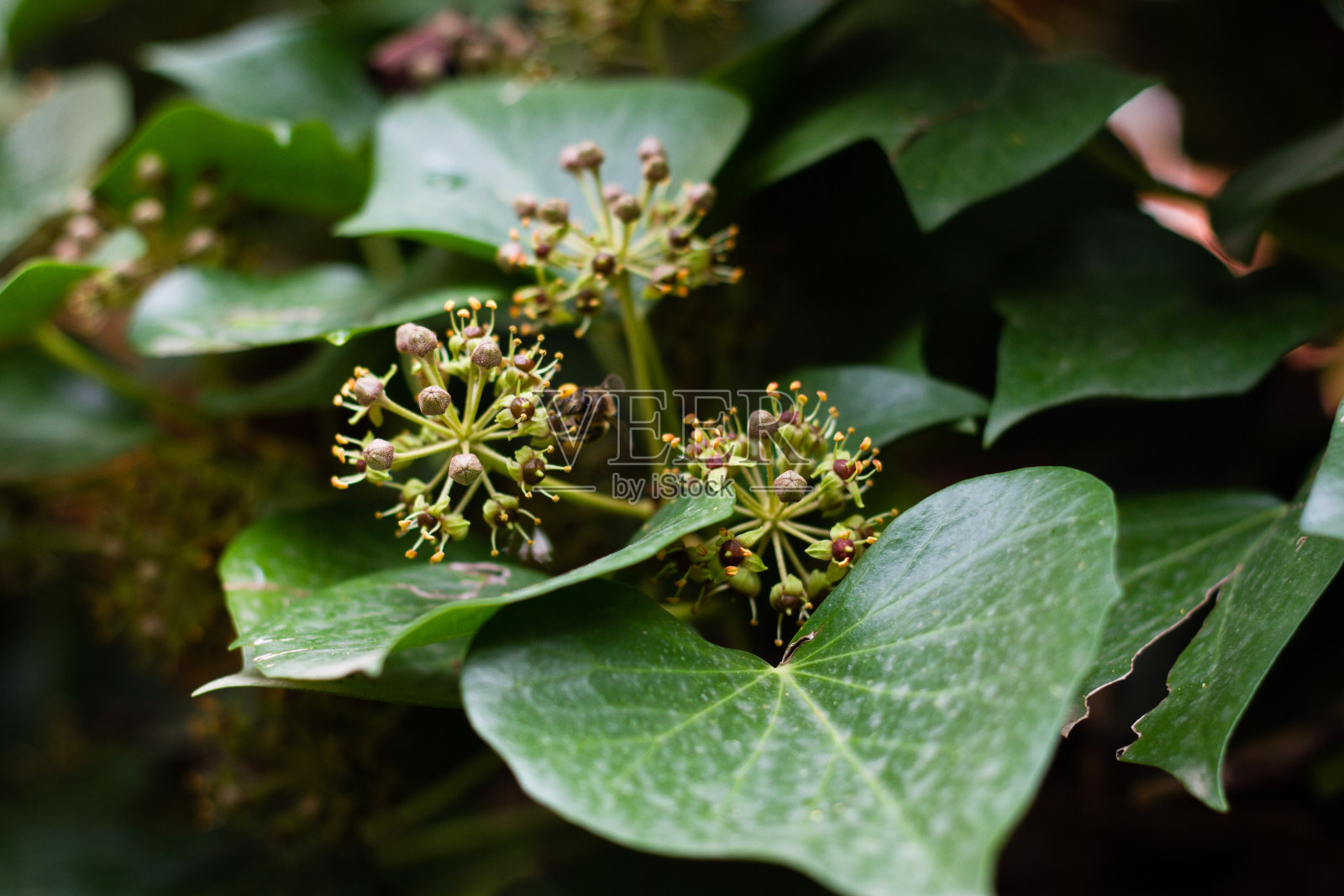 开花的常青藤,常青藤花,常青藤开花,常青藤开花