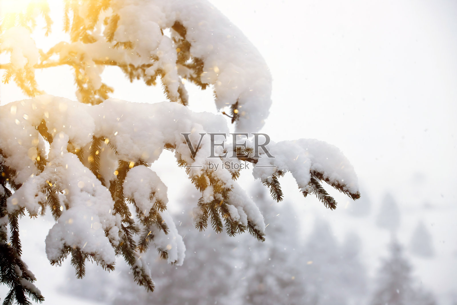 松枝上的新雪照片摄影图片