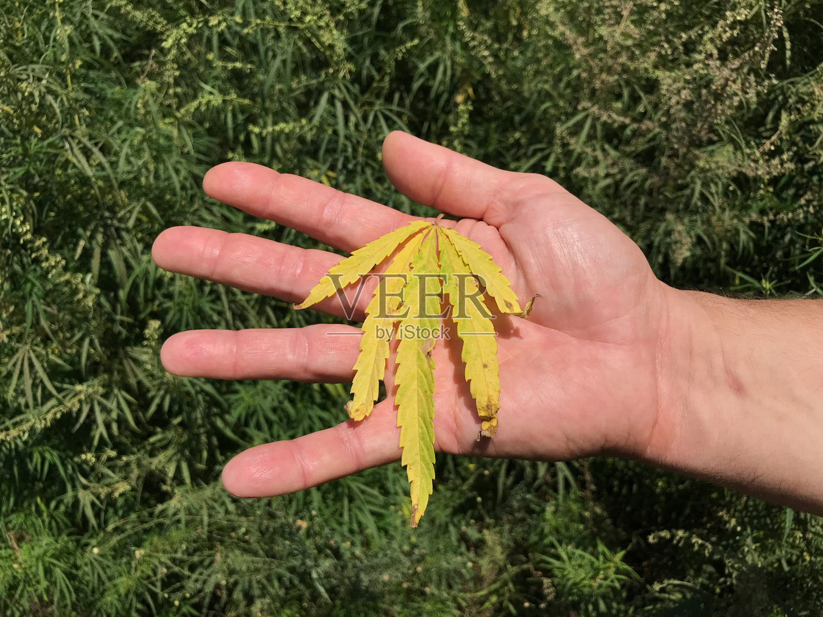 绿枝与麻叶在男性的手中背景的自然照片摄影图片