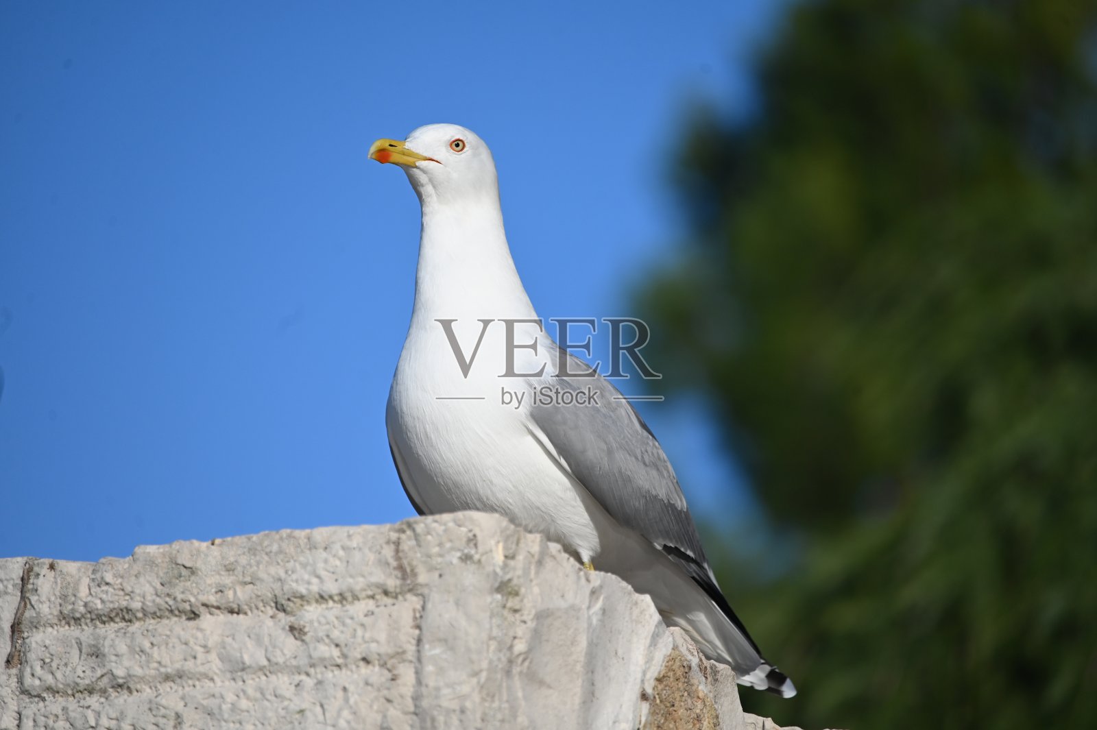 海鸥照片摄影图片