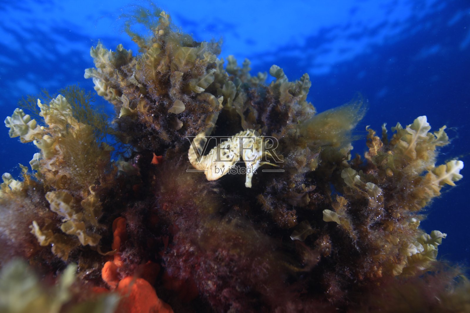 海马照片摄影图片