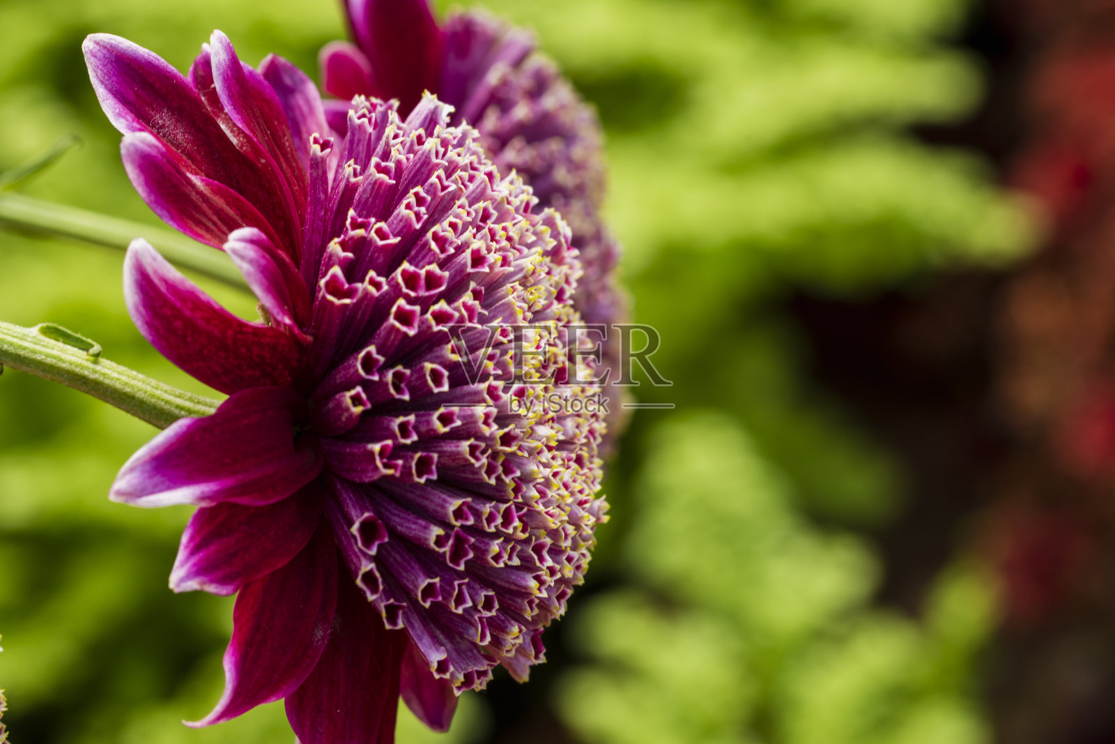 散焦植物背景与模糊的秋天花，花卉设计与文本复制空间照片摄影图片