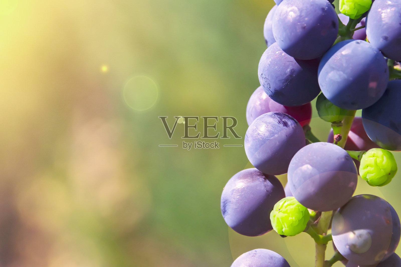 黑葡萄靠近伊莎贝拉的小枝照片摄影图片