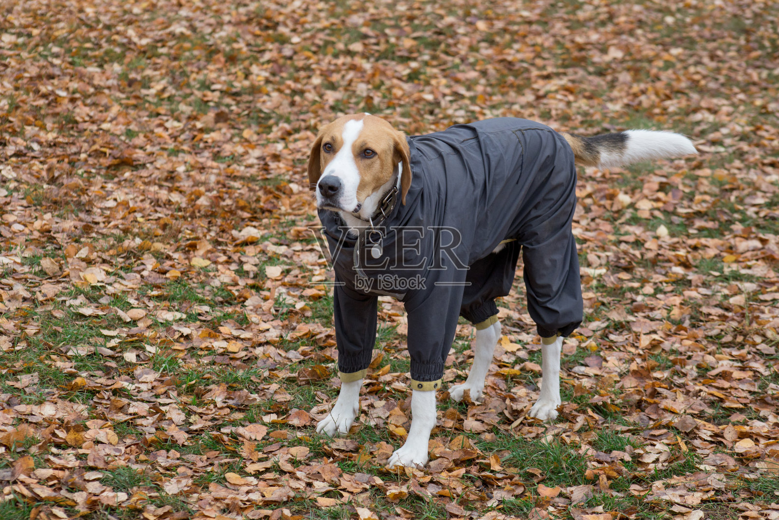 可爱的俄罗斯猎犬穿着宠物外套站在秋天公园的一片黄叶上。宠物的动物。照片摄影图片