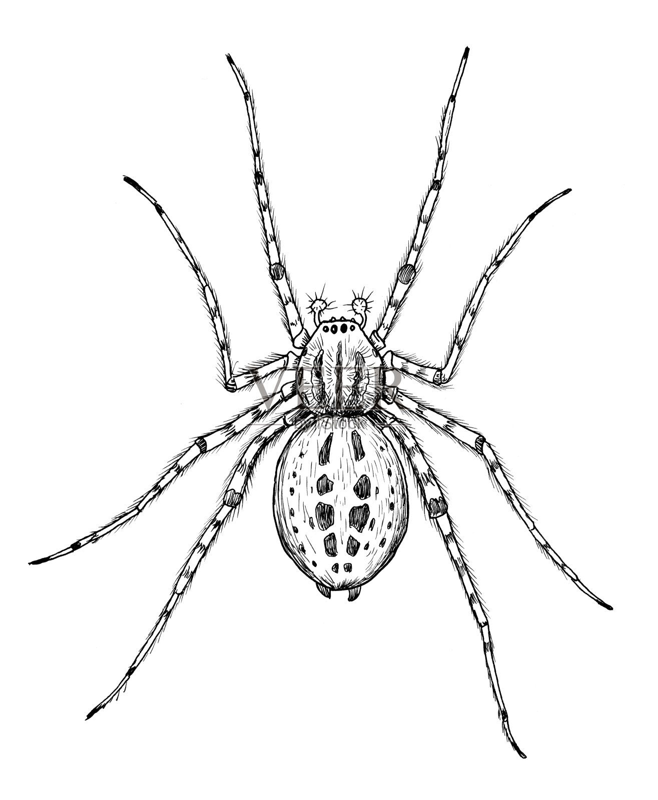 画的是红衣主教蜘蛛顶叶藤蜘蛛素描黑白插图