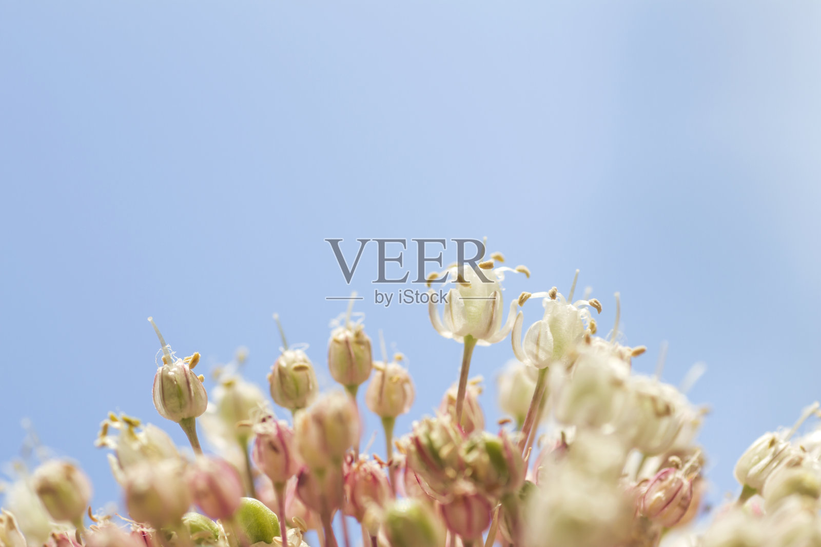 韭菜植物开花细节照片摄影图片