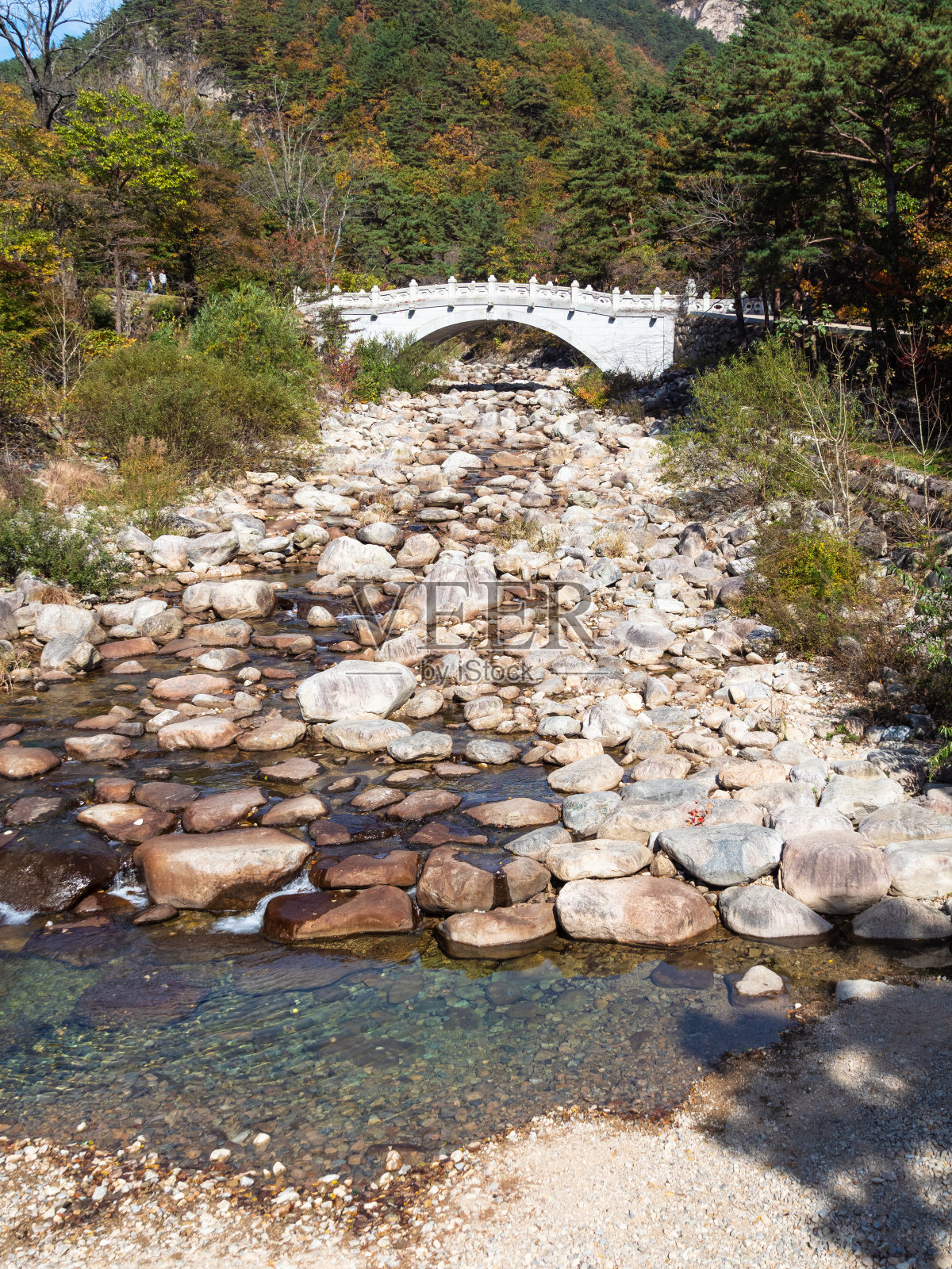 贤杉代桥在雪山山照片摄影图片