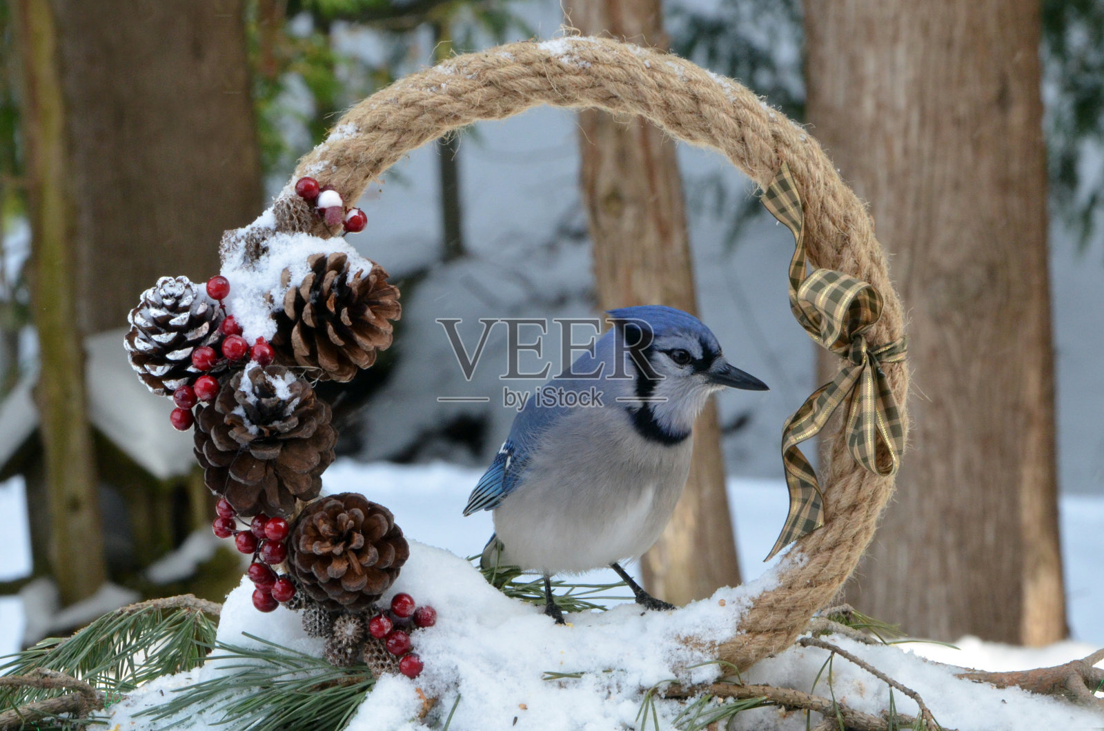 冠蓝鸦照片摄影图片