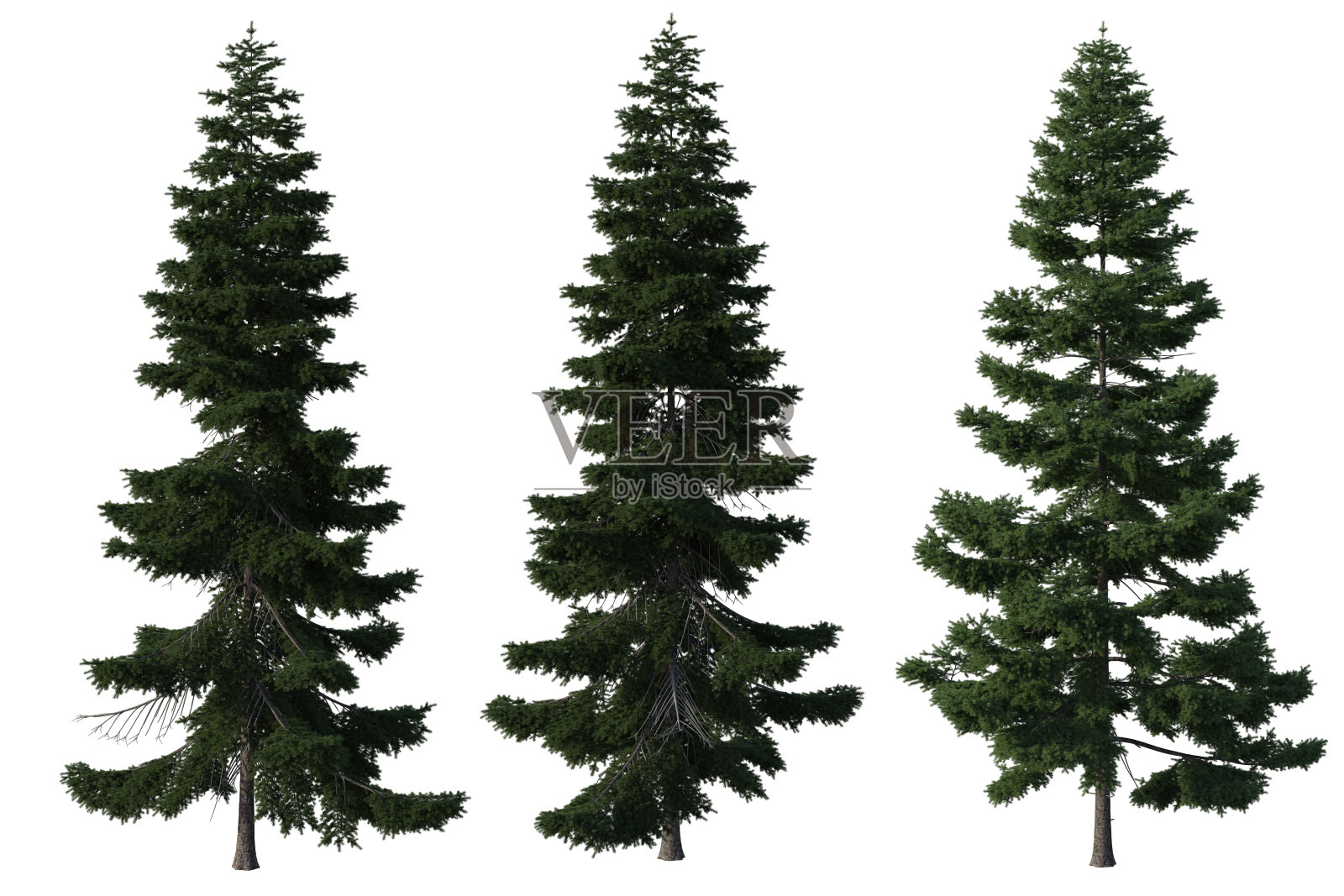 三棵高大的绿色松树孤立在白色，3d渲染。照片摄影图片