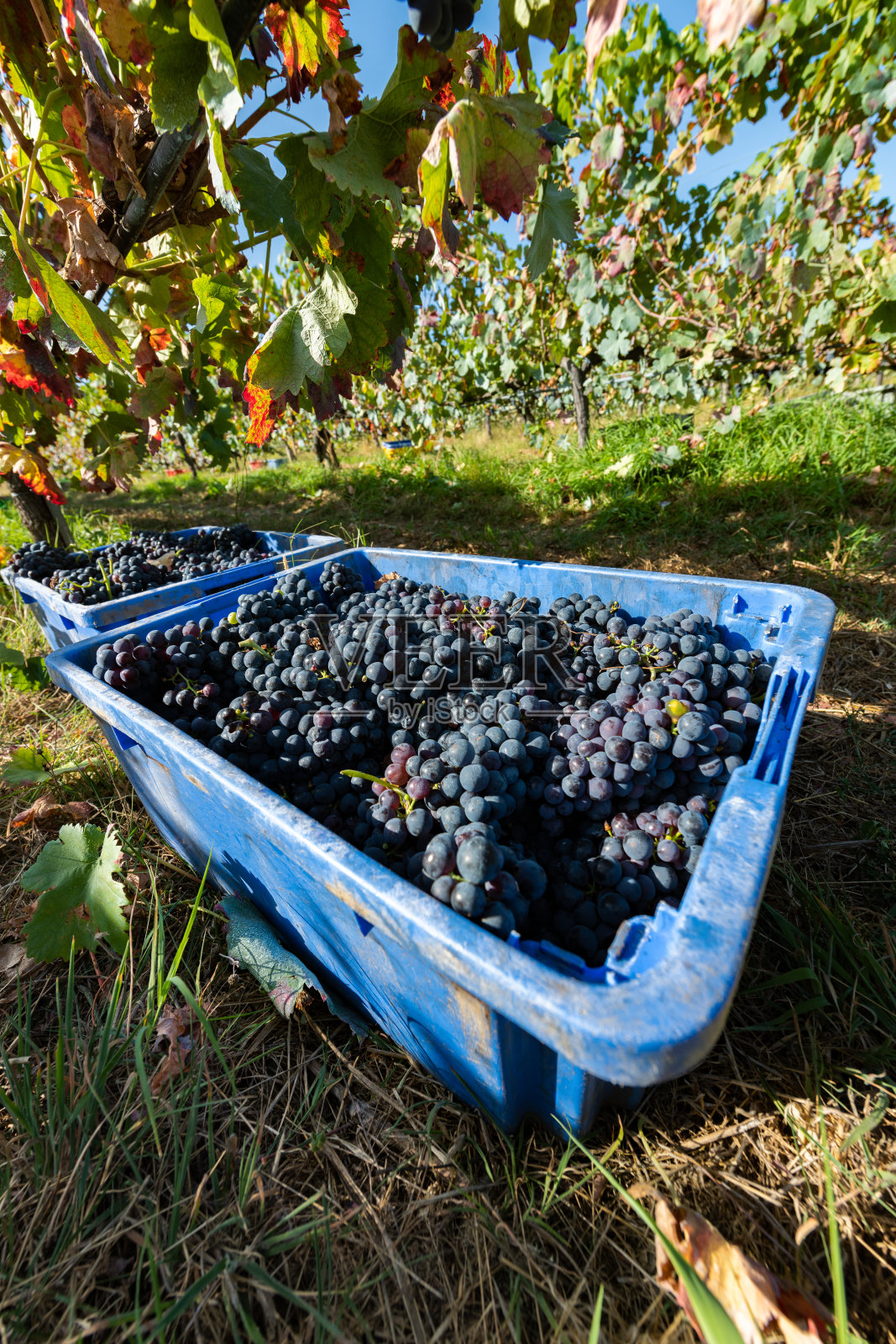 新鲜采摘葡萄照片摄影图片