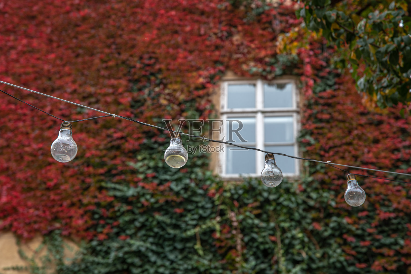 老房子的墙，窗户上爬满了红色的常春藤照片摄影图片