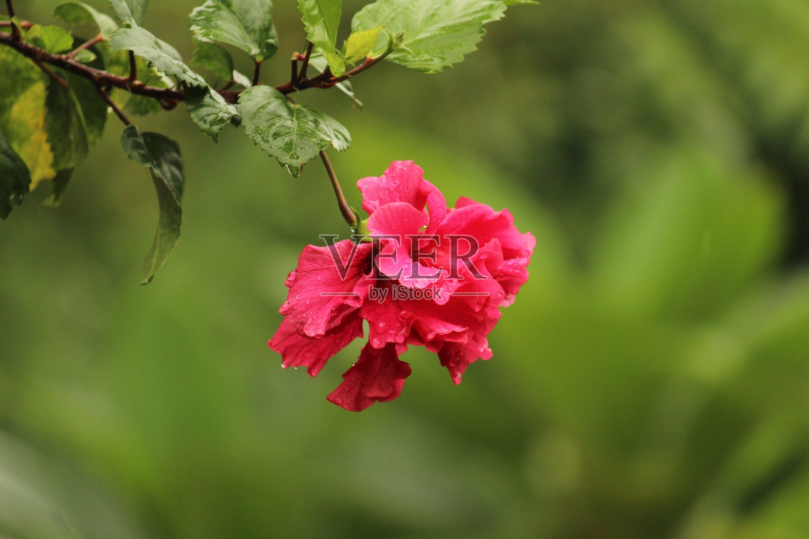 近距离的照片或拍摄的红色层花瓣芙蓉花或红色的芙蓉或玉树后雨后。雨点落在红色层状木槿花瓣上或红色木槿或木槿上照片摄影图片