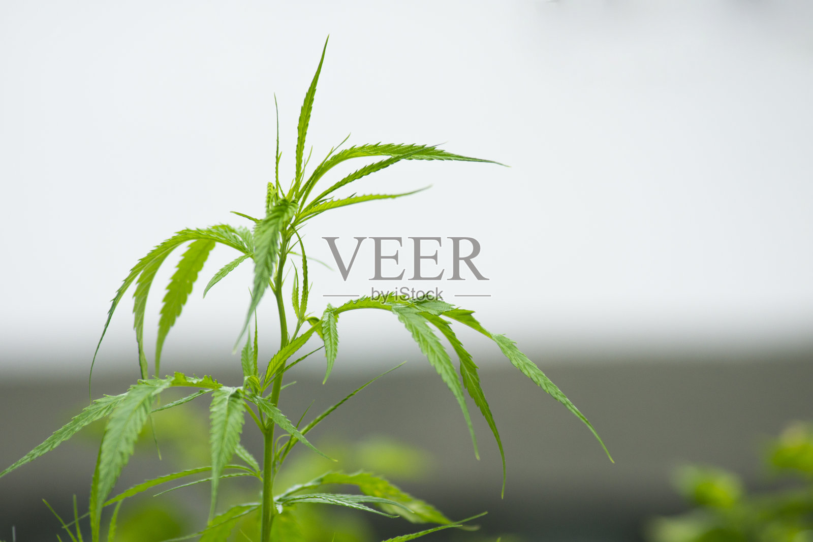 大麻籽苗照片摄影图片