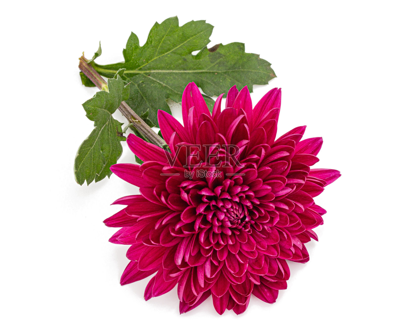 红色菊花，孤立在白色背景上照片摄影图片