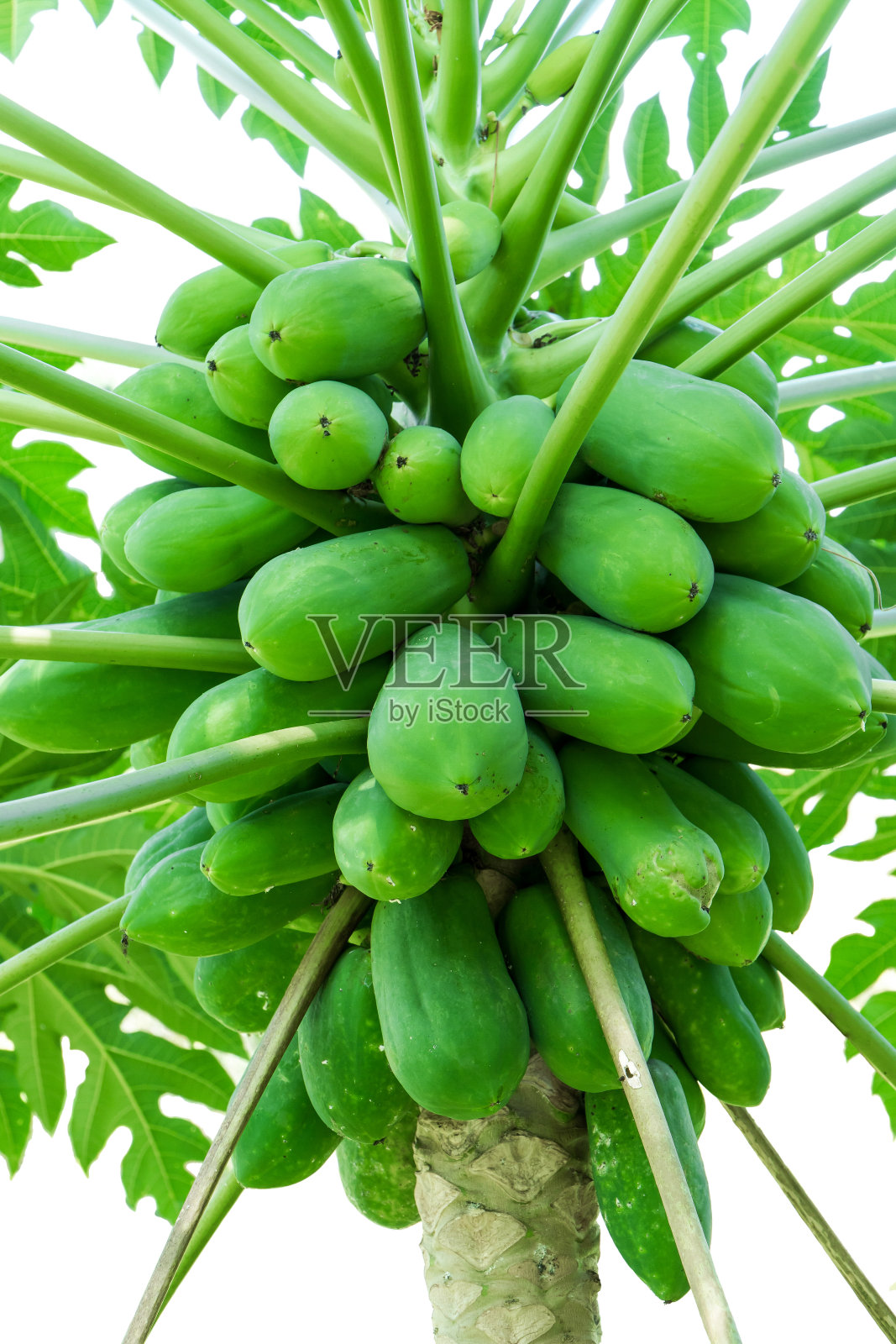 绿色的生木瓜果实，叶子在树上孤立在白色的背景上。许多新鲜的绿色木瓜与树叶在树上分离照片摄影图片