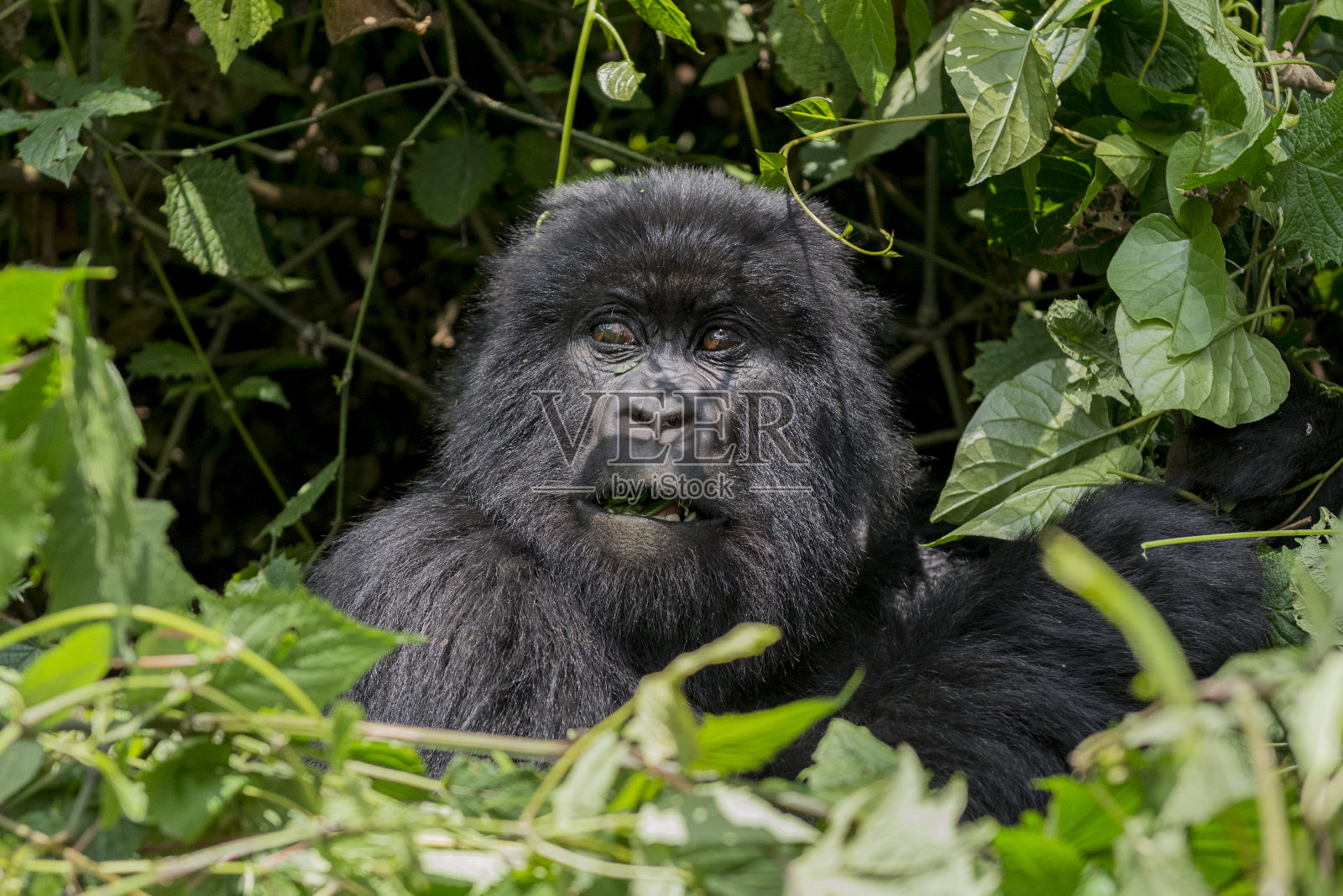 一个雌性山地大猩猩的肖像照片摄影图片