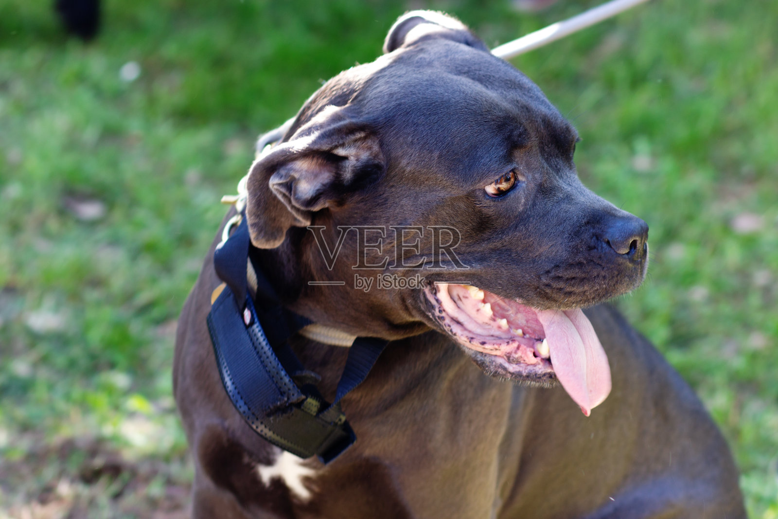 不高兴的狗斯塔福德郡斗牛梗在皮带上照片摄影图片