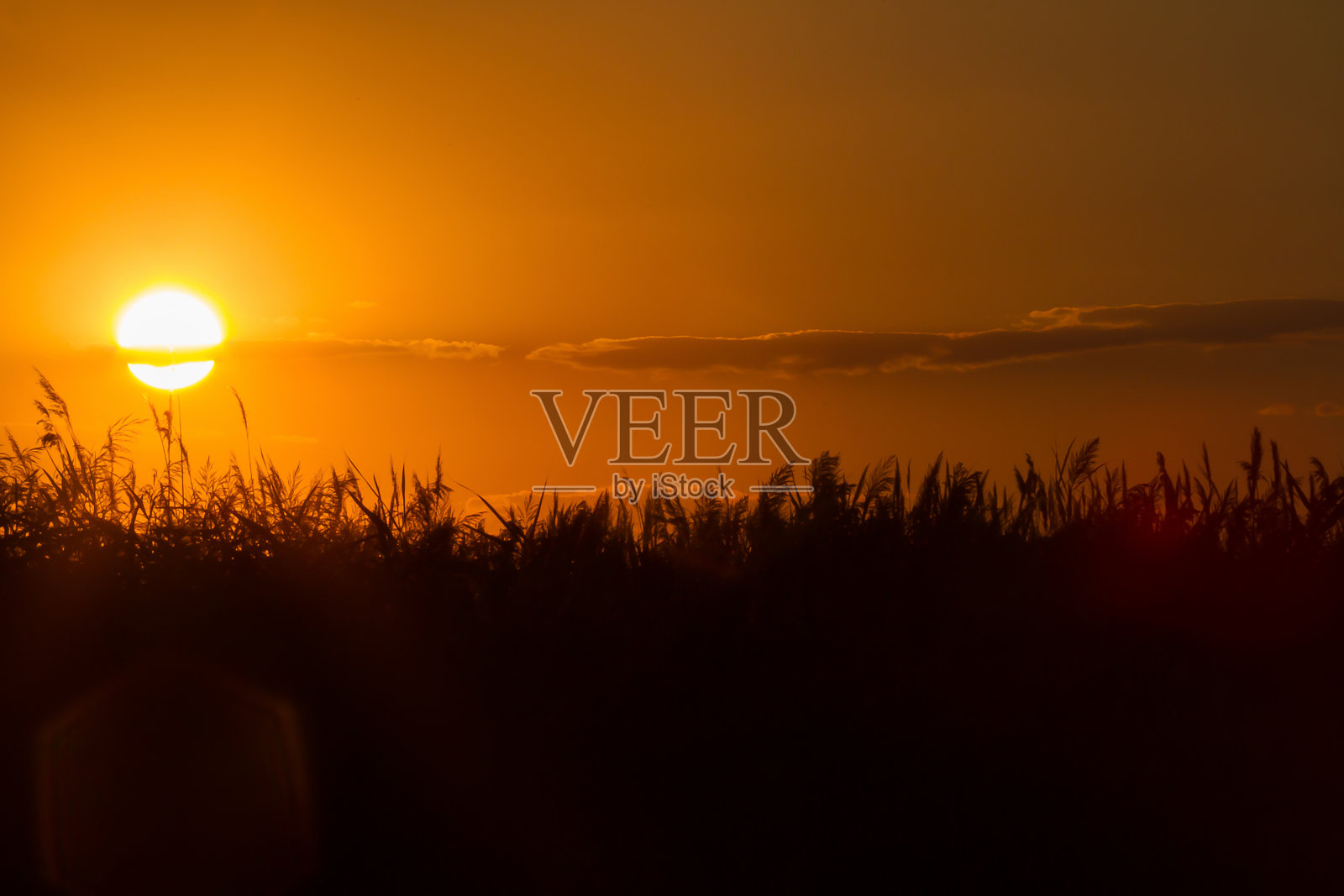 乌克兰芦苇上橙色的忧郁日落照片摄影图片