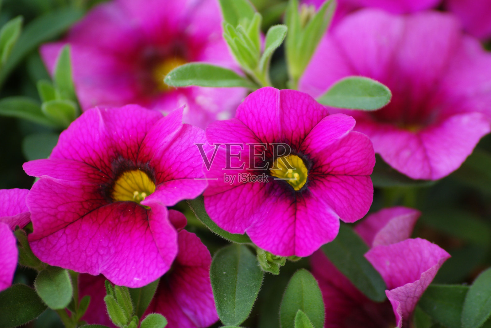 自然之美，花朵皆启迪照片摄影图片