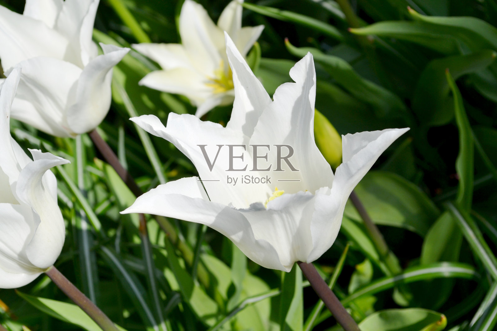 领域的郁金香照片摄影图片