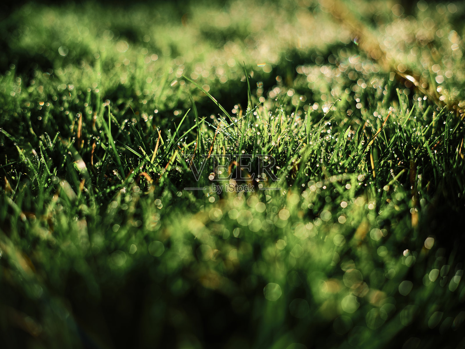 近浅焦点的花园草坪叶片覆盖在露水在一个阳光明媚寒冷的秋天早晨。照片摄影图片
