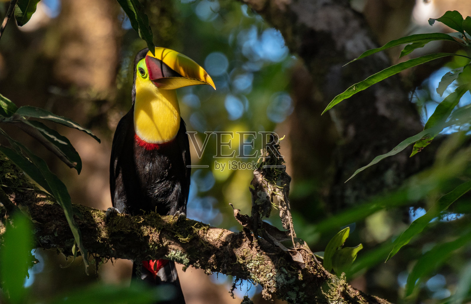 哥斯达黎加的黄喉巨嘴鸟照片摄影图片