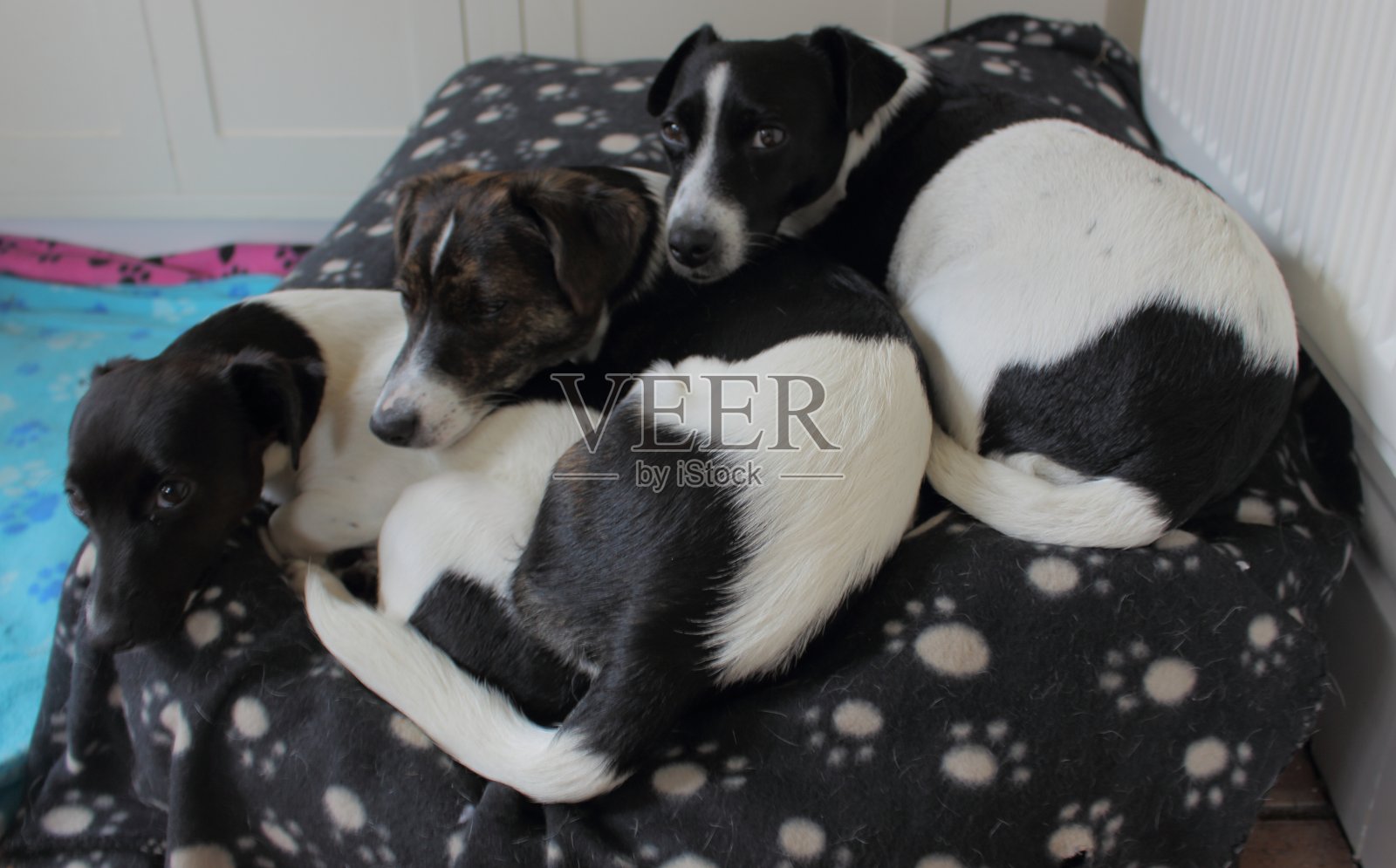 威勒杰克罗素梗-宠物爱照片摄影图片